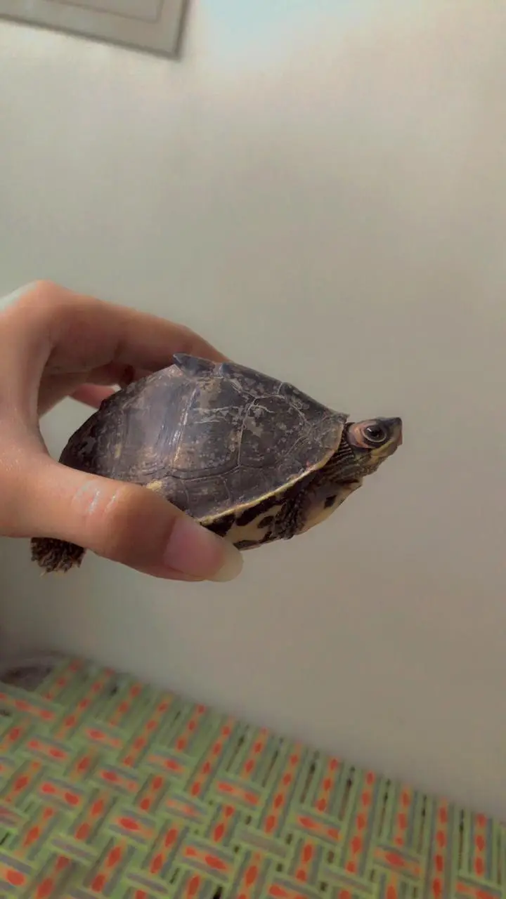 turtle for sale
                                                            alt=