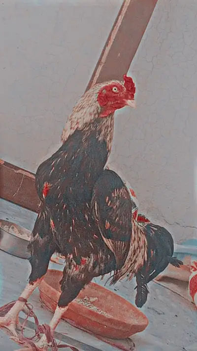 Ad Image