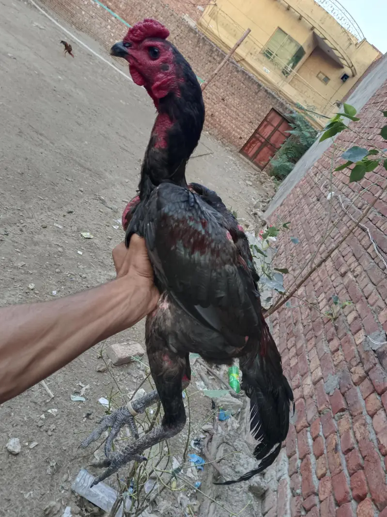 Ad Image