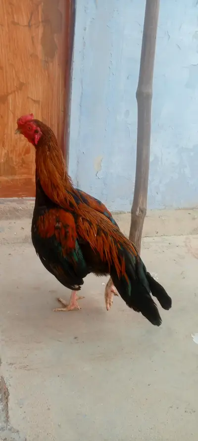 Ad Image