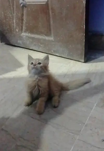 Healthy Persian Kittens – Whatsapp or Call(0325-8943613)
                                                            alt=