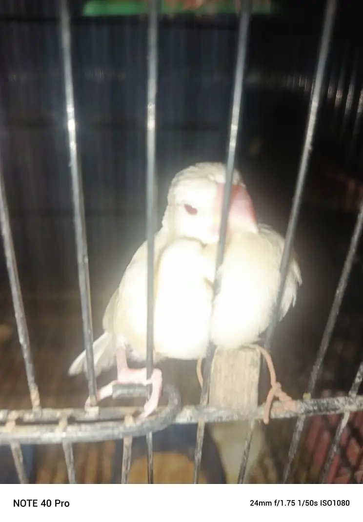 Finch/Java/Dove/lLovebirds/Banglies Finch/Cocktails
                                                            alt=