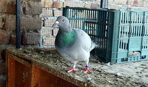 Breeder Maltese Pigeon
                                                            alt=