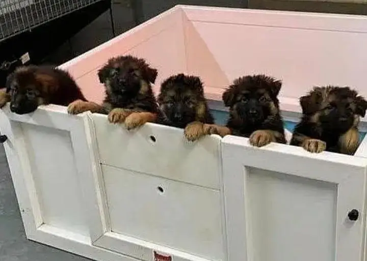 TOP QUALITY GERMAN SHEPHERD PUPPIES AVAILABLE FOR SALE
                                                            alt=