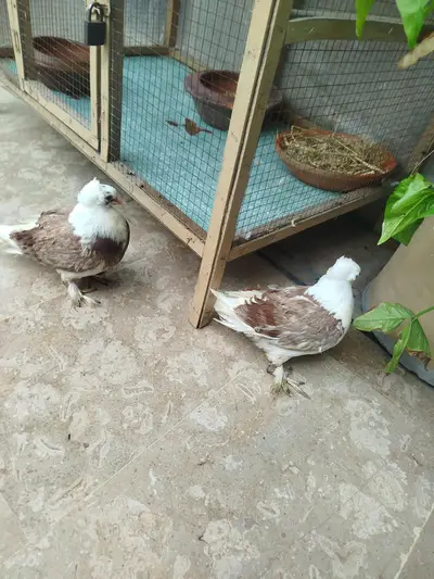 pure frozpure  or kamanghar breed pegions
                                                            alt=