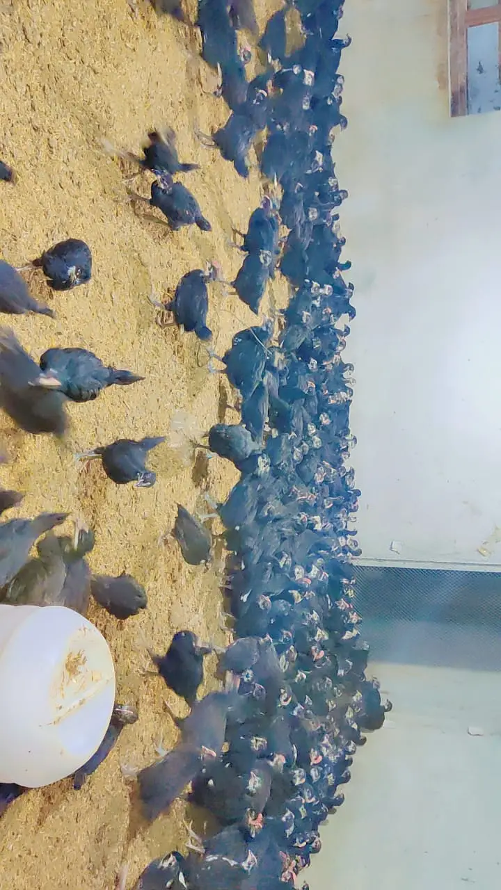 Australorp Chicks| fancy Chicks| 1 Month Chick| haritage chicks|چوزے

                                                            alt=