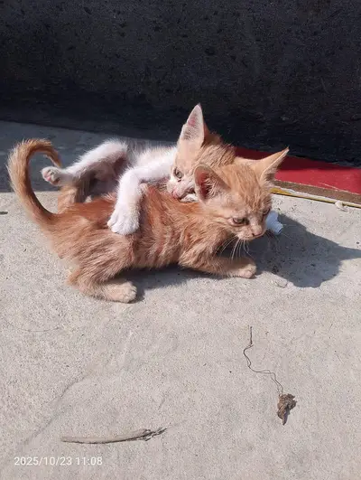 white persian kittens | tripple coated | kittens | fluffy |Grey kitten
                                                            alt=