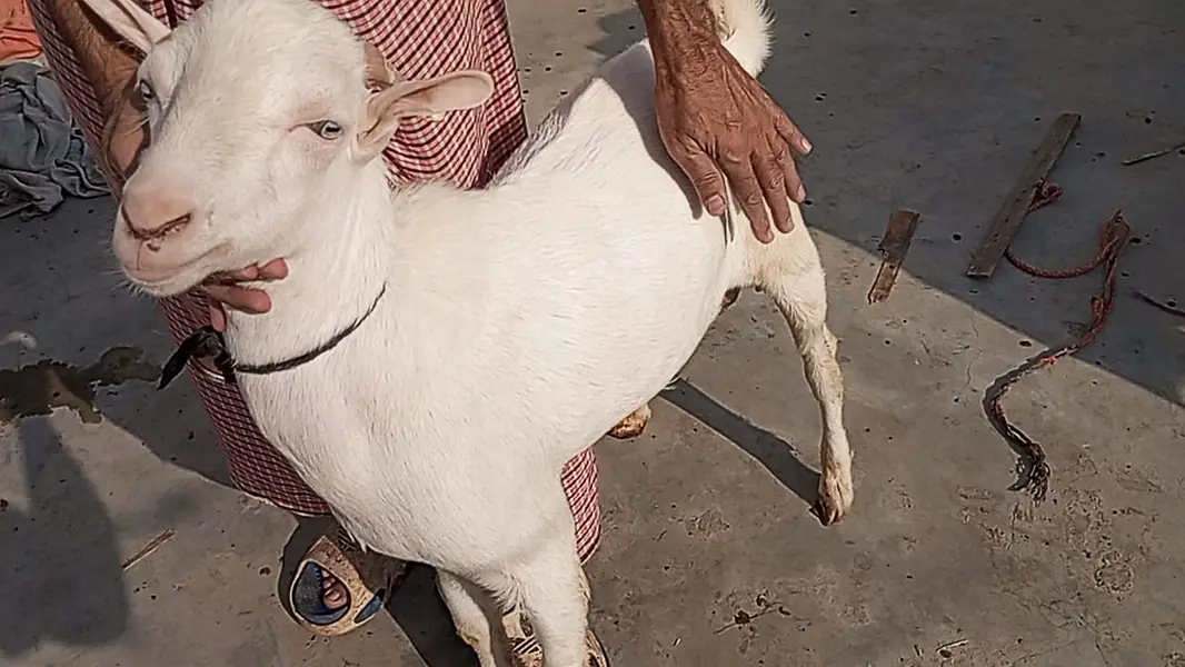 *Pure gulabi goat | breeder female |Teddy بکرا | bakri | Kamori bakra*
                                                            alt=