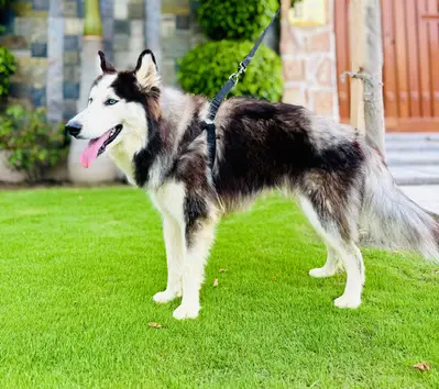 kurdesh Kangal dog pair 3 months for sale security dog

                                                            alt=