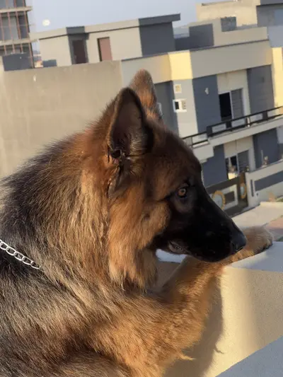 pedigree German shepherd male |top quality| GSD dog| stock coat

                                                            alt=