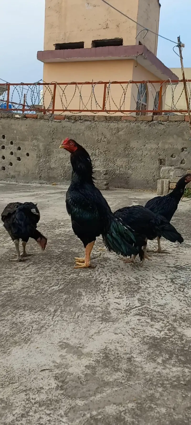 lassani aseel fertile eggs for sale

                                                            alt=