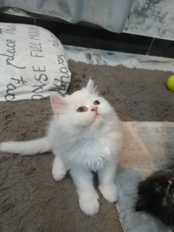 high quality Persian kitten's avb Cod available

                                                            alt=