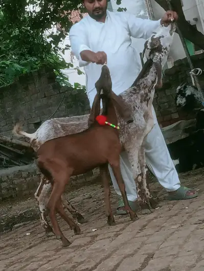 goats

                                                            alt=