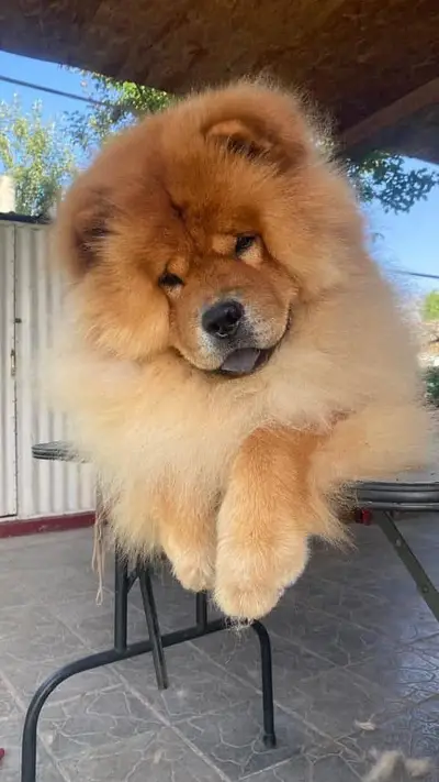 IMPORTED TOP QUALITY RUSSIAN SAMOYED PUPPIES AVAILABLE FOR SALE

                                                            alt=