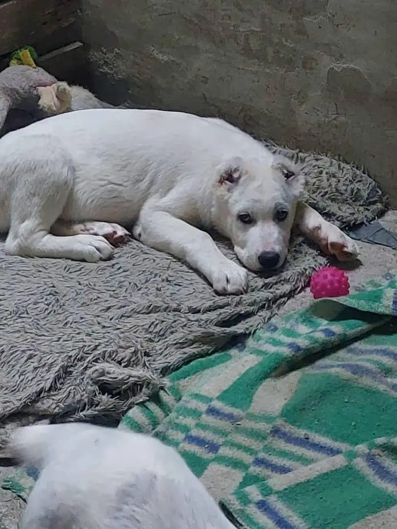 IMPORTED ALABAI PUPPIES XL SIZE AVAILABLE FOR SALE

                                                            alt=