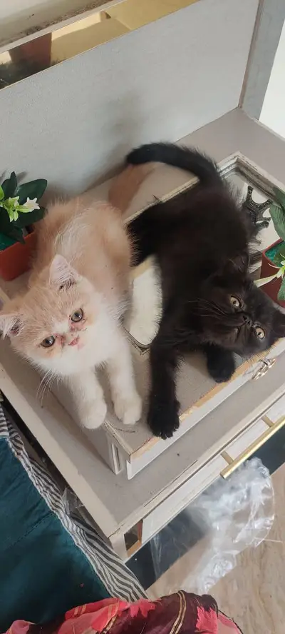 Pakistani cat

                                                            alt=