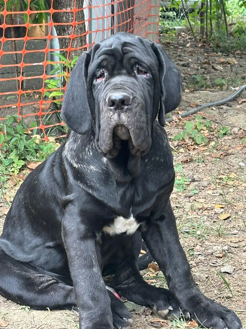 IMPORTED NEAPOLLITAN MASTIFF PUPPIES AVAILABLE FOR SALE

                                                            alt=