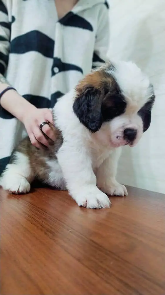 TOP QUALITY SAINT BERNARD PUPPIES AVAILABLE FOR SALE

                                                            alt=