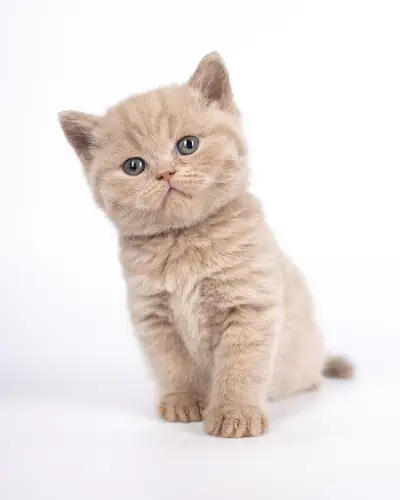 IMPORTED MAINE COON KITTENS AVAILABLE FOR SALE

                                                            alt=