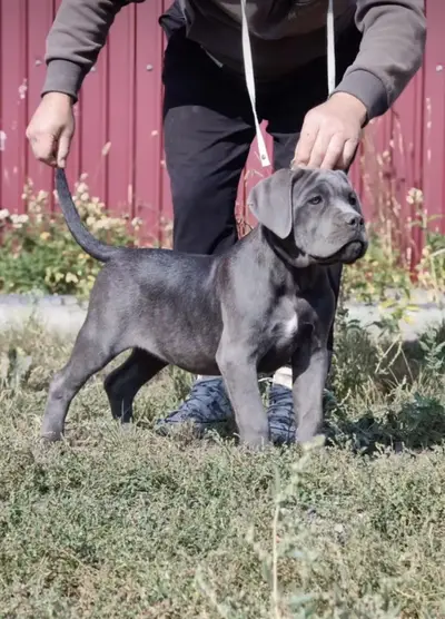 IMPORTED CANE CORSO PUPPIES ARE AVAILABLE FOR SALE

                                                            alt=