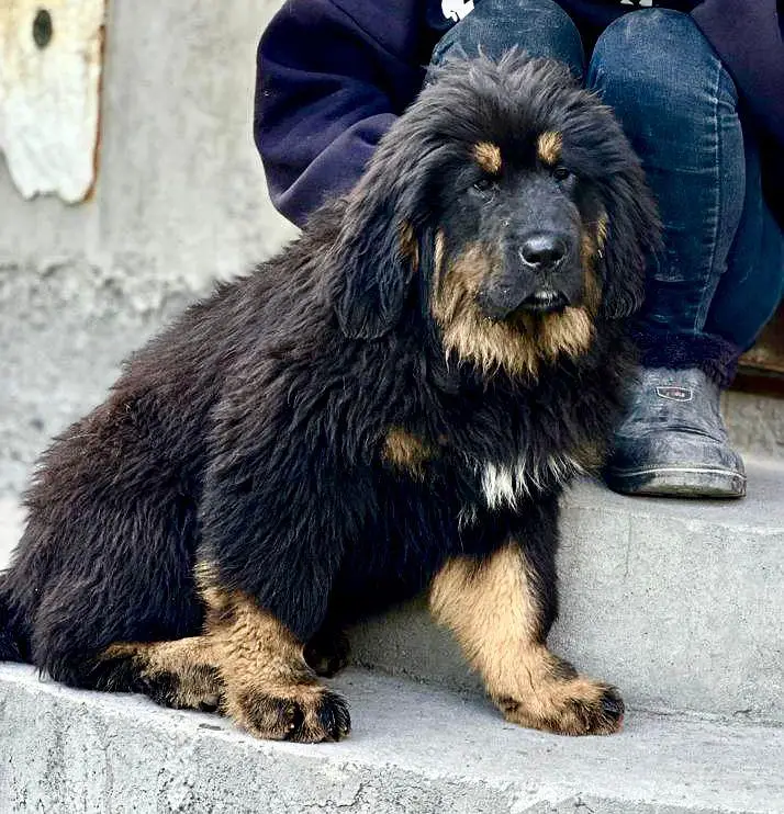 IMPORTED TIBETAN MASTIFF PUPPIES AVAILABLE FOR SALE

                                                            alt=
