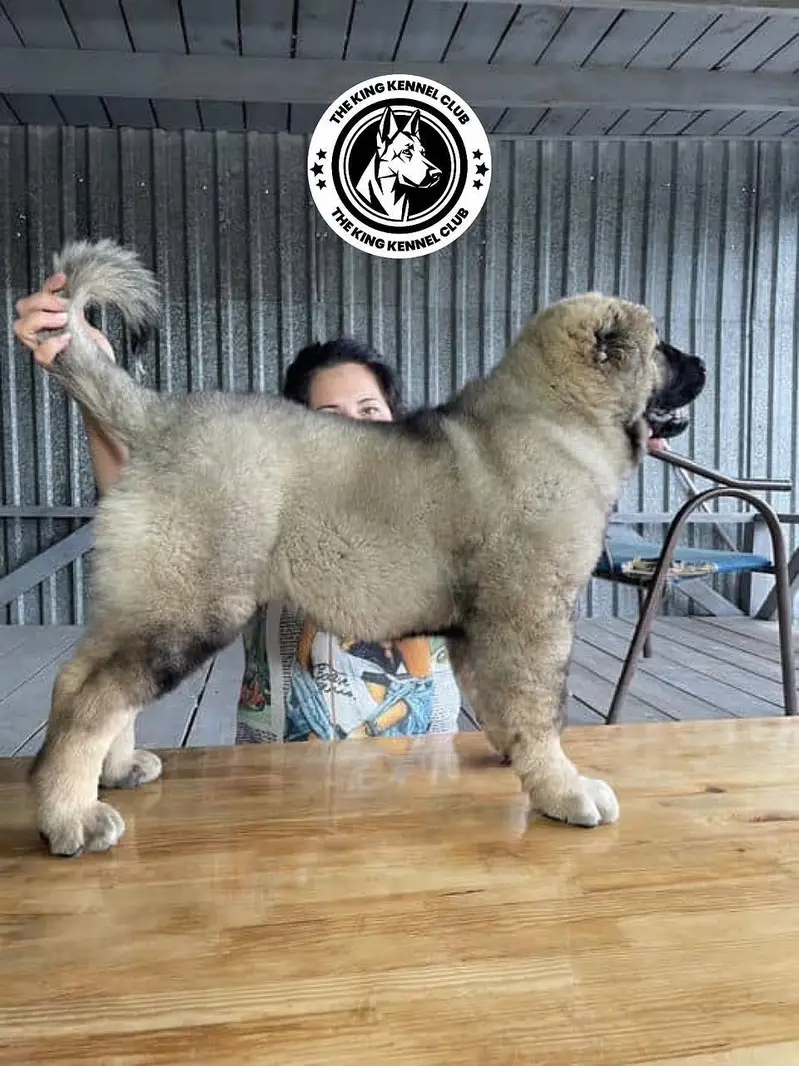 IMPORTED CAUCASIAN SHEPHERD PUPPIES AVAILABLE FOR SALE

                                                            alt=