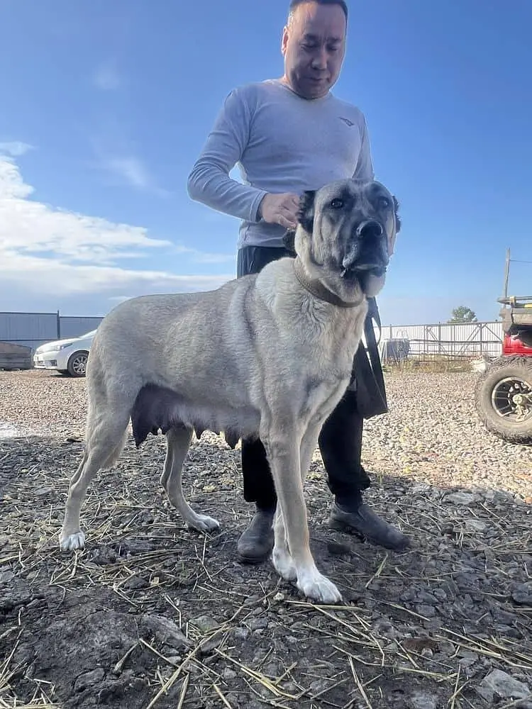 IMPORTED KANGAL XL SIZE PUPPIES AVAILABLE FOR SALE

                                                            alt=