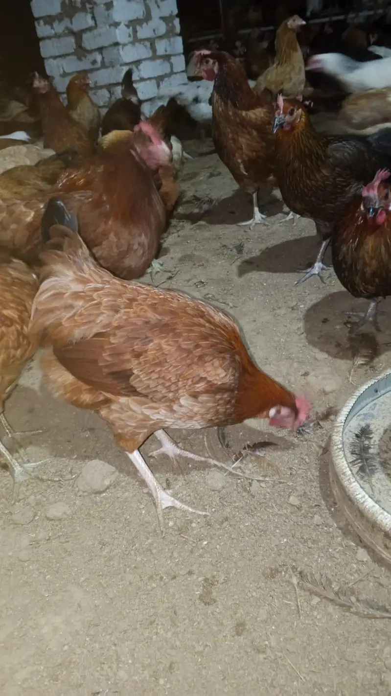 golden misri | desi murghi | golden misri pathi | misri | starter hen

                                                            alt=