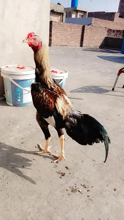 Aseel

                                                            alt=