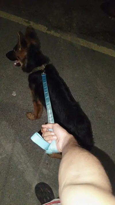 German shepherd pair available for sale

                                                            alt=