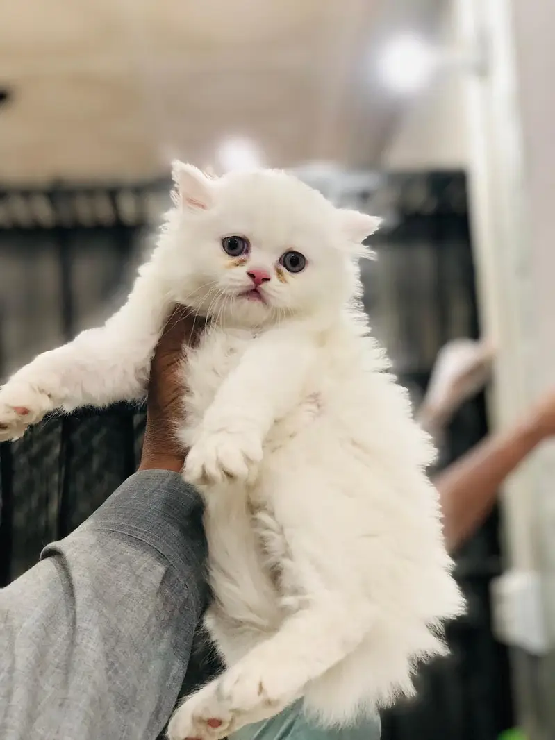 Persian Punch face triple coat cat Kitten

                                                            alt=