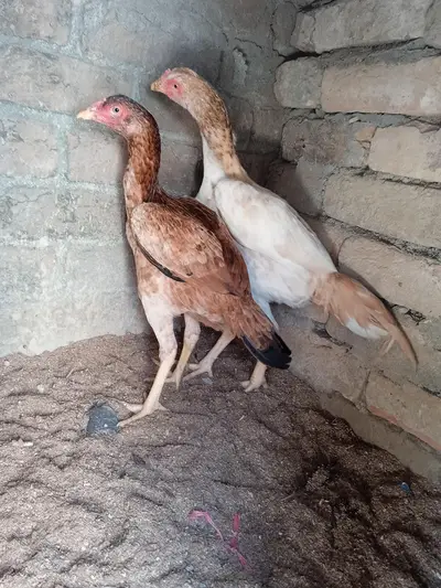 Pure Aseel

                                                            alt=