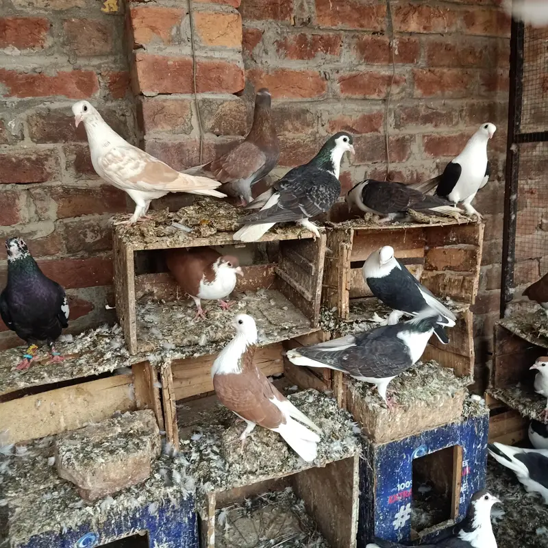 sherazi peigons

                                                            alt=