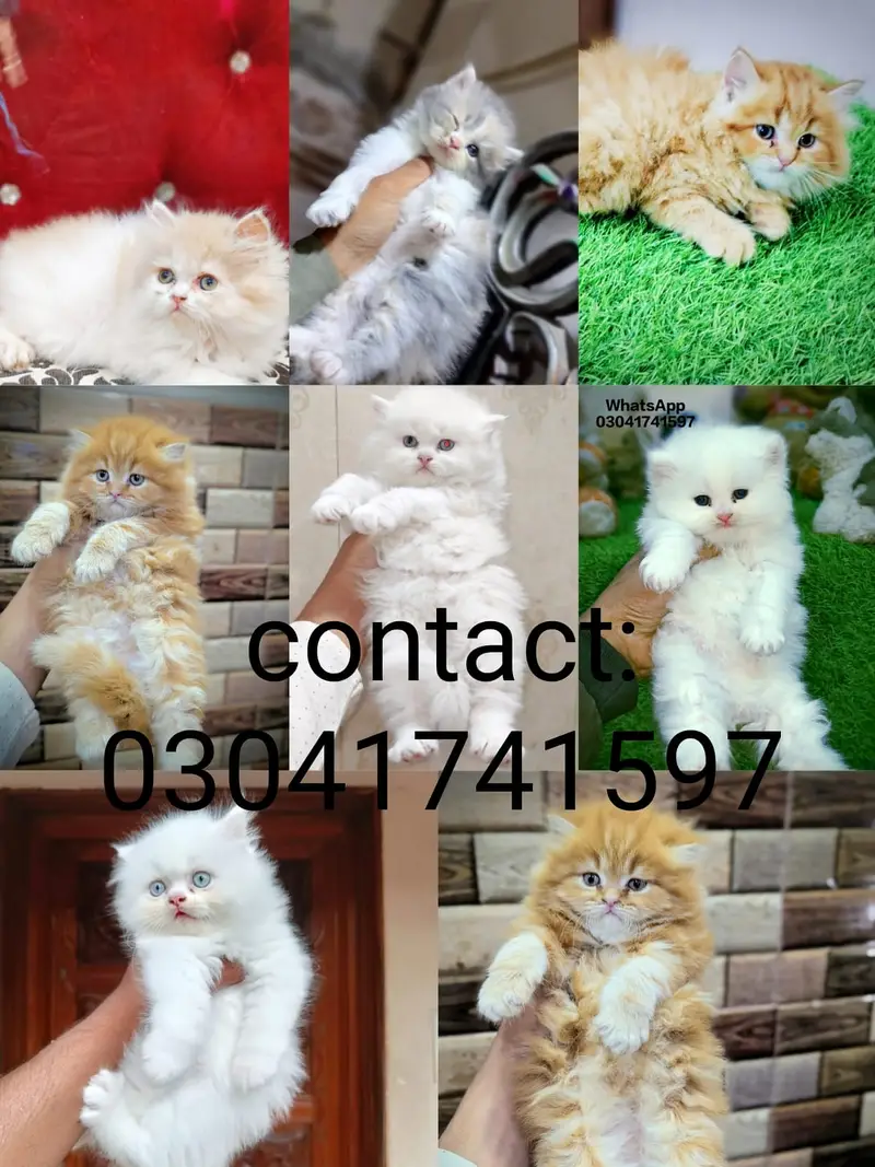 white persian kittens | tripple coat | kittens | cat | kittens

                                                            alt=