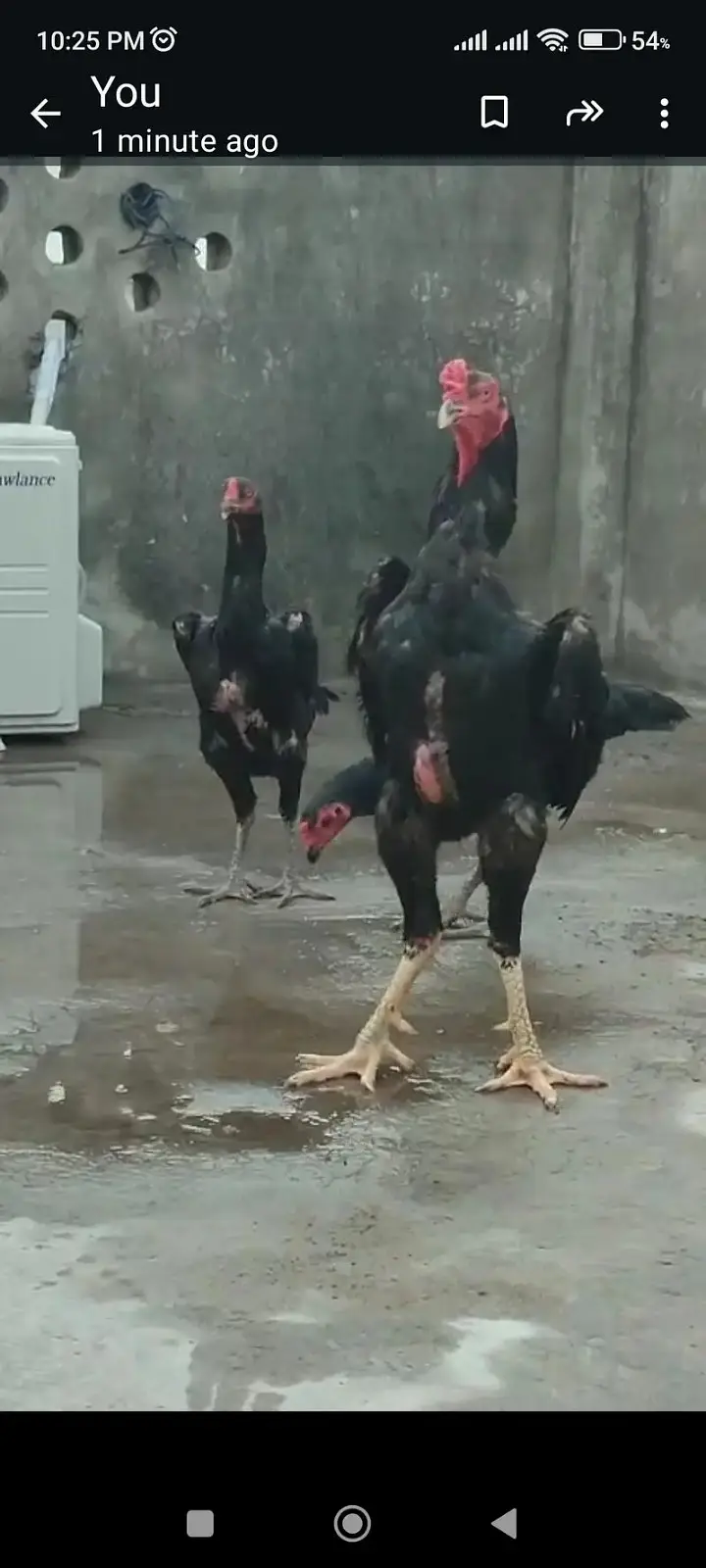 white king shamo /pure aseel/high quality/thi chicks/black shamo chick

                                                            alt=