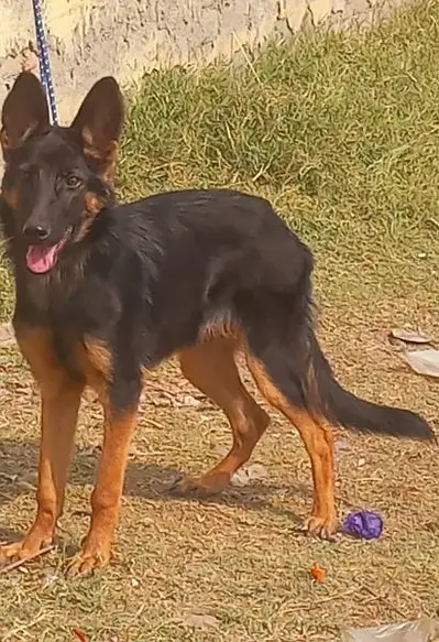 German Shepherd puppies for sale

                                                            alt=