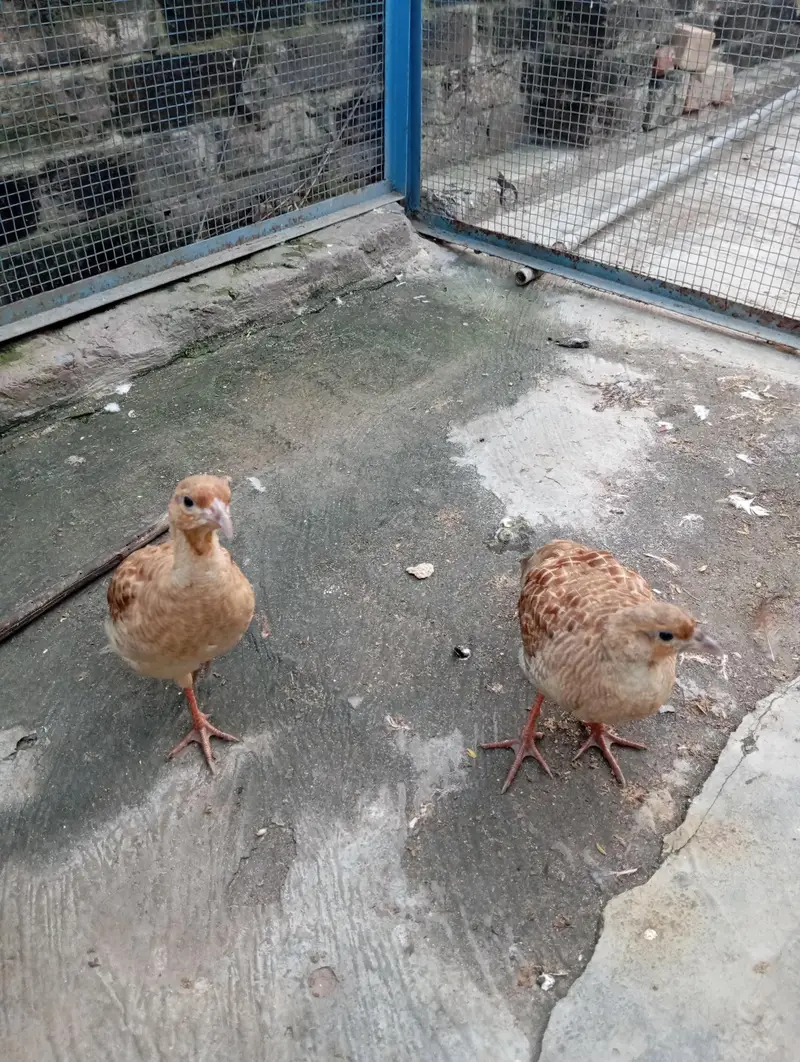 forsale

                                                            alt=