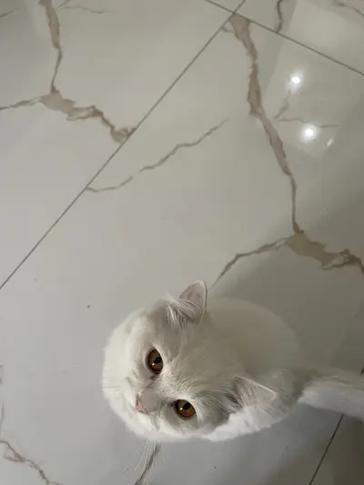 Russian cat / tripal cat / cat for sale

                                                            alt=