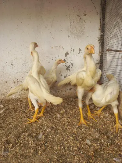 Ayyam Cemani males

                                                            alt=