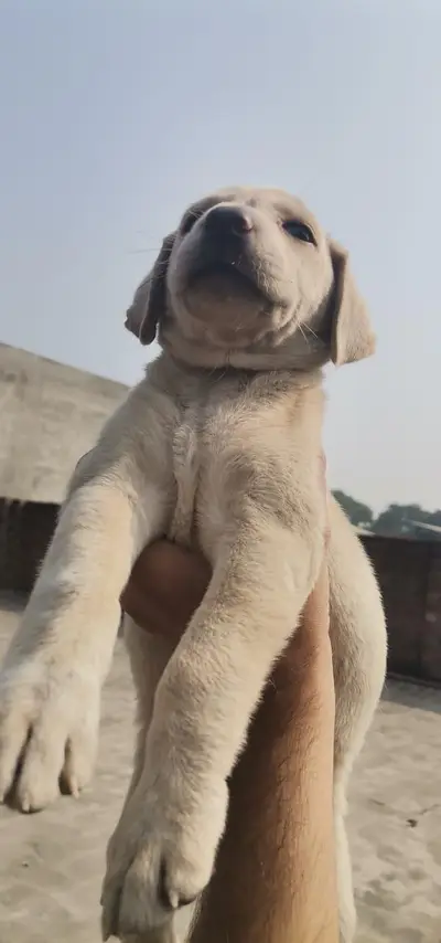 balickGerman Shepherd puppies for sale

                                                            alt=