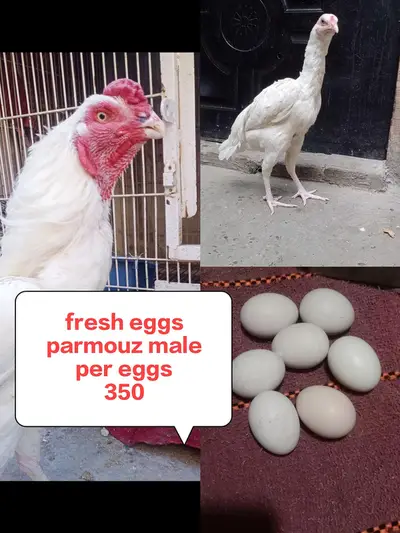 golden pair

                                                            alt=