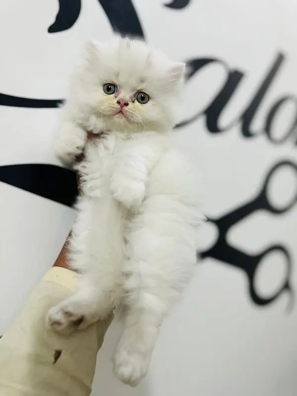 Persian kittens | triple Coated | Punch Face kittens For Sale

                                                            alt=