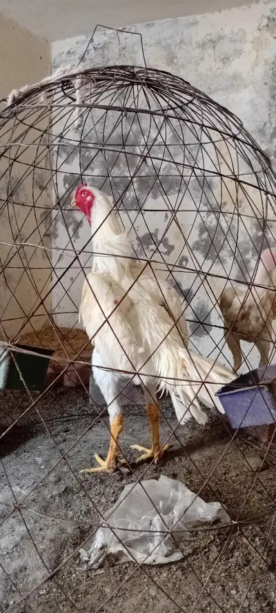 White Shamoo | Thai pakoya | Aseel | Shamo Aseel | Thai | Aseel | Hen

                                                            alt=