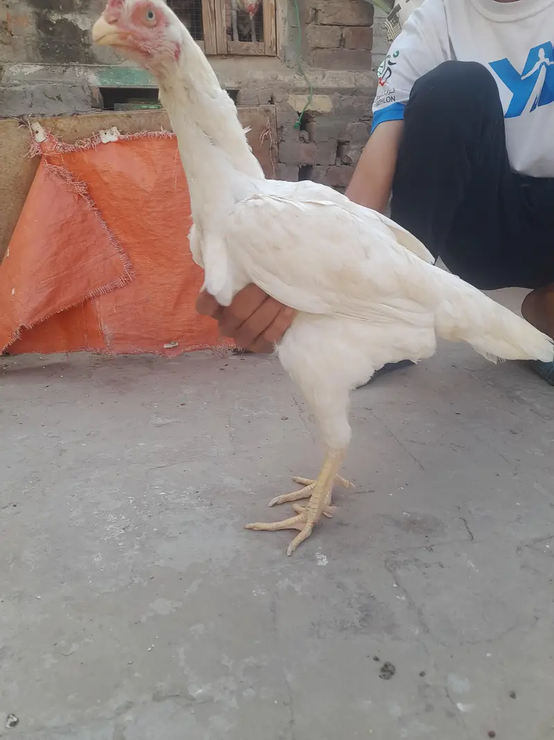 Aseel

                                                            alt=