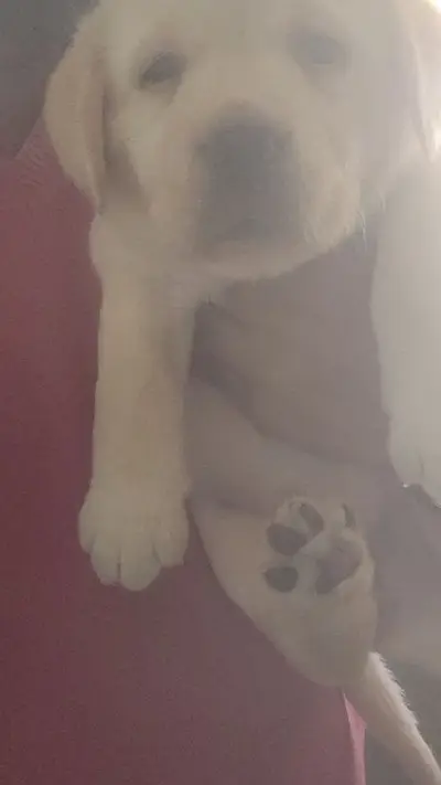 Black shepherd pedigree imported microchipped puppy available

                                                            alt=