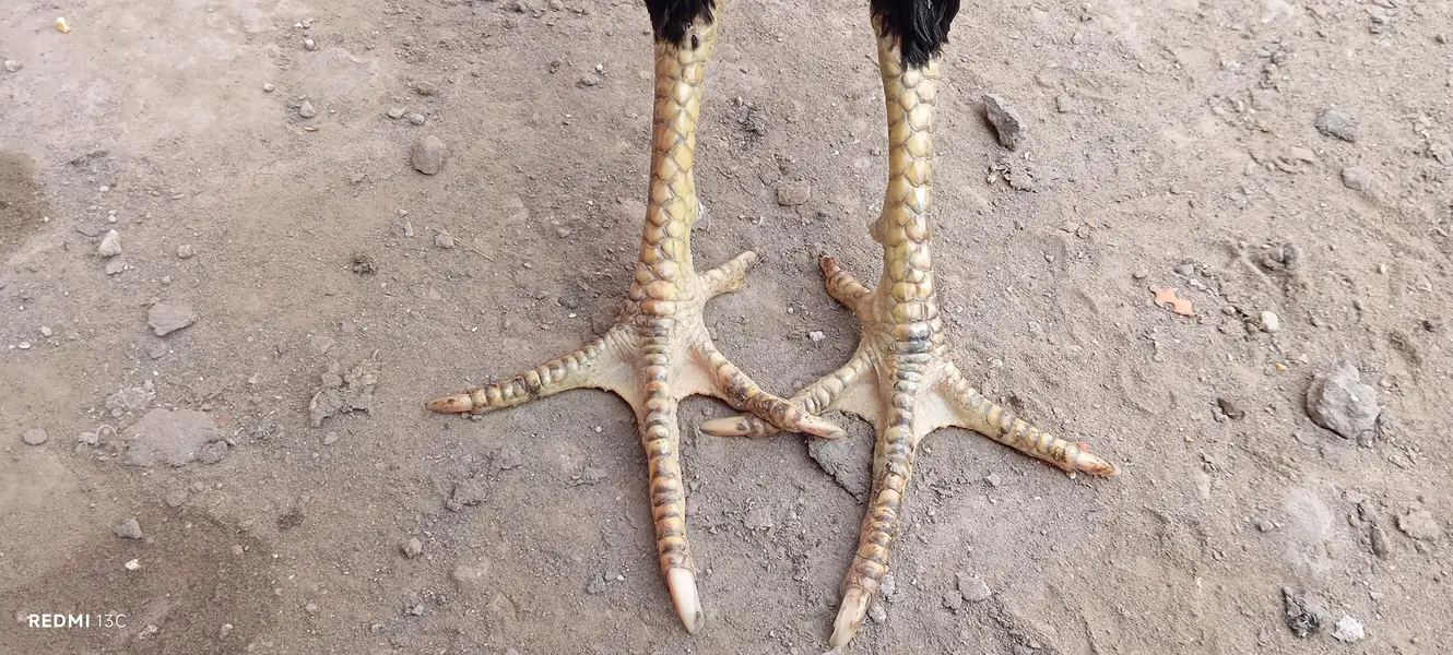 Thai + Turkish hint

                                                            alt=