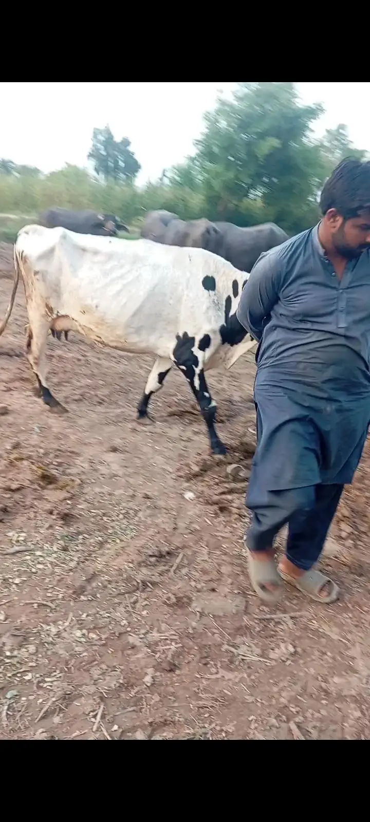 sahiwal cross cow , faresion, jersey cross گاے buffalo

                                                            alt=