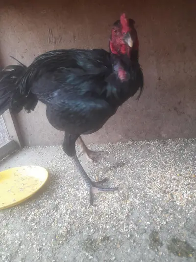 pure Thai trio

                                                            alt=