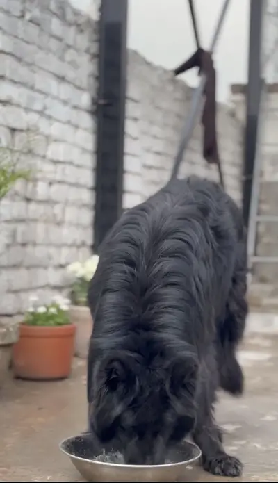 Black mask & pink pedigree Garman Shepherd long coat  male stud

                                                            alt=