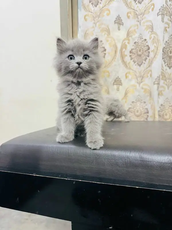 high quality Persian kitten's avb Cod available

                                                            alt=